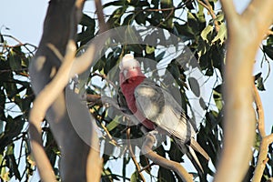 Pink Galah Parrot on a Gumtree