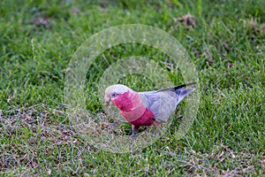 Pink Galah sitting on Grass and Looking for Seeds, Capital Territory