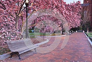 Pink Garden of Blooming Magnolia Trees