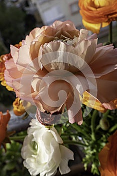 Pink Garden Buttercup Flower Close Up. High-Quality Stock Photos