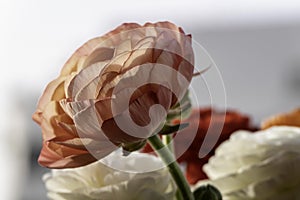 Pink Garden Buttercup Flower Close Up. High-Quality Stock Photos