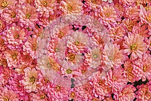 Pink Garden Chrysanthemums