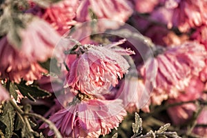 Pink garden chrysanthemums covered with frost