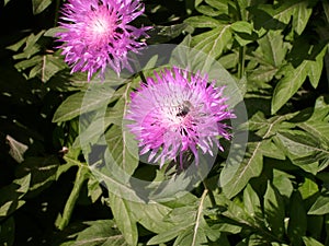 Pink garden cornflower and bee