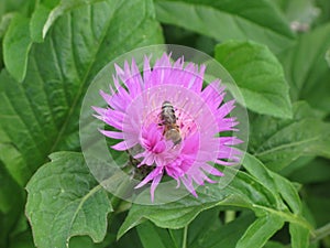 Pink garden cornflower and bee