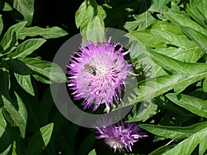 Pink garden cornflower and bee