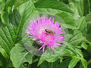 Pink garden cornflower and bee