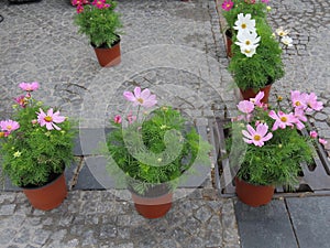 Pink garden cosmos on cobblestones photo