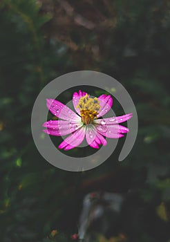 a pink garden cosmos flower plant with raindrop water.