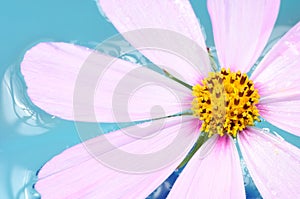 Pink Garden Cosmos Flower on Water