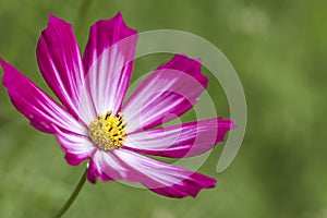 Pink garden cosmos flowers on green blurred background