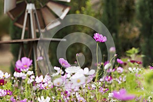 Pink Garden Cosmos Flowers