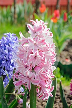 Pink Garden or Dutch hyacinth