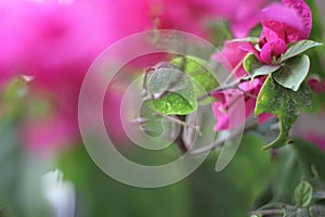 Pink garden flower bokeh blur background green leaves