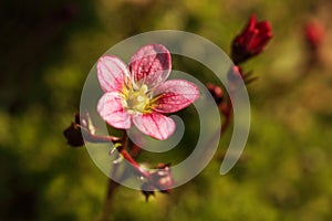 Pink garden flowers