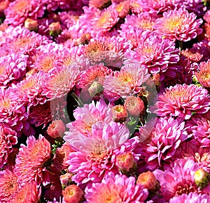 Pink garden mums