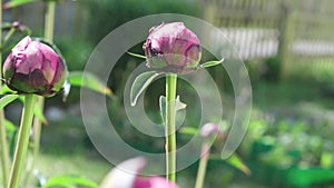 Pink Garden Peony Flower Bud with Ants. Relationship between peony and ants. Ants are feeding on the nectar and protect