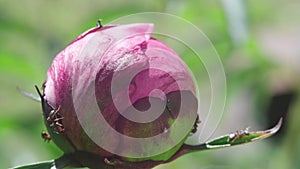 Pink Garden Peony Flower Bud with Ants. Relationship between peony and ants. Ants are feeding on the nectar and protect