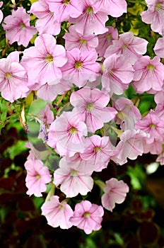 Pink Garden Petunia