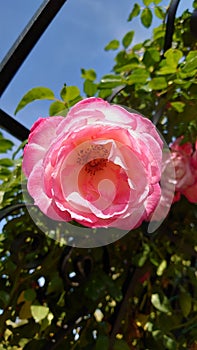 Pink garden rose in full bloom on a sunny autumn day