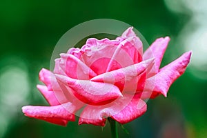 Rose - Flower, Bouquet, Flower, Flower Head, Petal photo