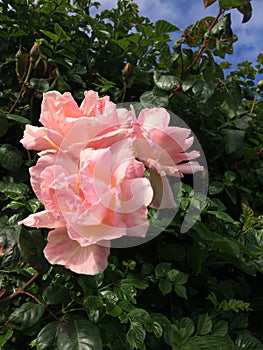 Pink garden roses in the garden with fresh green leafs