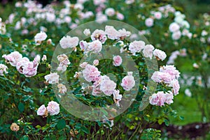 Pink garden shrub roses in bloom. Morden Blush Rose with lightly-scented white flowers with pink tones