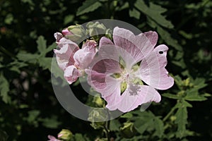 Pink `Garden Tree Mallow` flower - Lavatera Thuringiaca