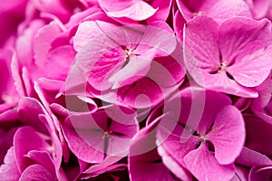 Close-up hydrangea, pink flowers, background of flowers,