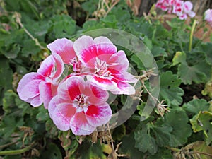 Pink gardenias