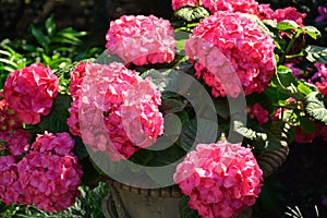 Pink Gardenias in a Pot