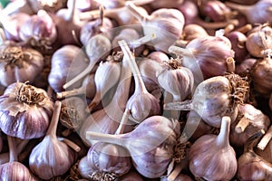 Pink garlic heads in a box for drying and storing the harvest