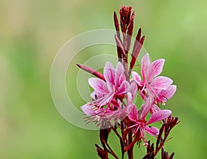 Pink gaura crimson butterflies flowers photo