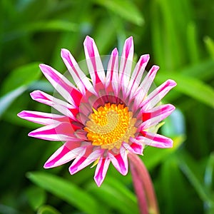 Pink Gazania Flower