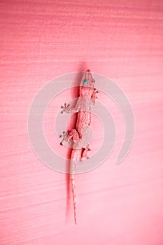 Pink gecko on the wall