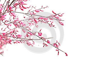 Pink genista flowers on white background