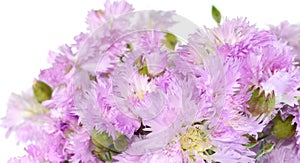 Pink gentle carnation flowers