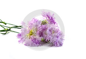 Pink gentle carnation flowers isolated