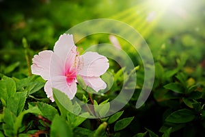 Pink genus Hibiscus,the shoeflower or china rose in garden affter raining background