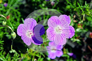 Pink Geranium, Balboa Park, San Diego