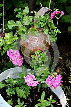 Pink Geranium in Clay Pot
