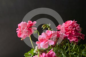 Pink geranium, on dark background. Balcony flowers. Copy sapce