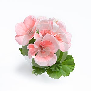 Pink geranium flower blossoms with green leaves isolated on white background, geranium flower template concept