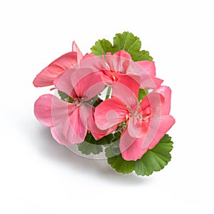 Pink geranium flower blossoms with green leaves isolated on white background, geranium flower template concept