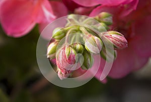 Pink Geranium flower buds