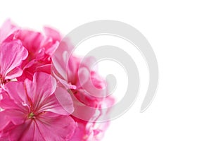 Pink geranium flower isolated