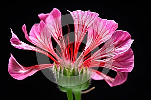 Pink geranium flower isolated on black background,  Close-up