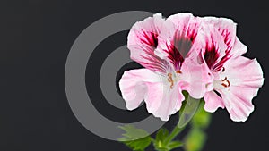Pink geranium flower isolated on black background with copy space for text