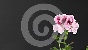 Pink geranium flower isolated on black background with copy space for text