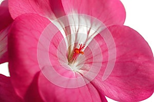 Pink geranium flower isolated on white background. Close-up of indoor plants in full screen